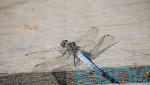 First recorded sighting of rare dragonfly in Belfast hailed by conservationists