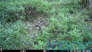 ‘Historic moment’ as reintroduced pine martens produce young on Dartmoor
