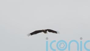 ‘Miracle’ eagle spotted flying over Mull after almost a year