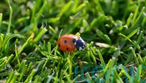 Ladybirds being seen in ‘very high numbers’ because of warm weather, expert says