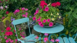 How to save your container plants when you go on holiday