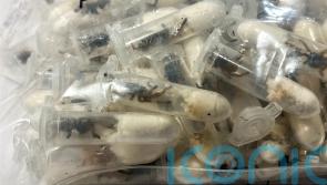 German customs officials find tarantulas hidden in spongecake boxes