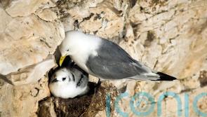 Scottish ministers urged to rethink ‘poor decision’ on guga hunt licence