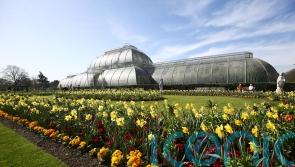 Kew’s Palm House to shut for renovations as part of push towards net zero
