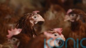 Carrying chickens by legs causes them pain, Green Party leader warns