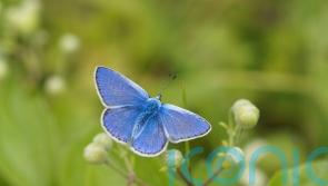 Public urged to join butterfly count in ‘rescue mission’ for declining insects