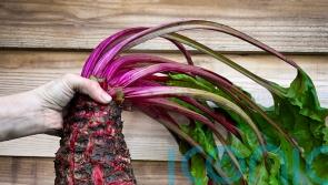 What is a mangelwurzel, the viral vegetable sensation?