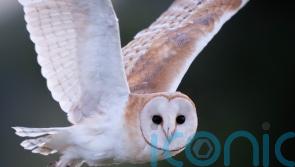 AI tool created to monitor barn owl chicks without disturbing nesting sites