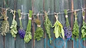 Tips on harvesting and saving your home-grown herbs
