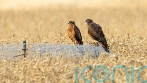 Conservationists ‘overjoyed’ at successful breeding by rare Montagu’s harriers