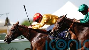 Cercene taking distance test in Nassau Stakes