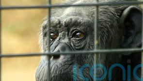 Conservationists call for urgent phaseout of keeping great apes in zoos