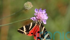 Public urged to look out for exotic Jersey Tiger moths in parks and gardens