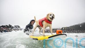 Wave-riding canines take on surf to be named top dog
