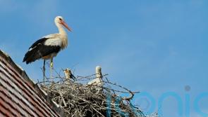 Could white storks return to London? Public’s views sought on ‘talismanic’ bird