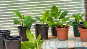 On a budget? Increase your plant stock for free