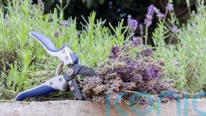 An easy guide to summer pruning