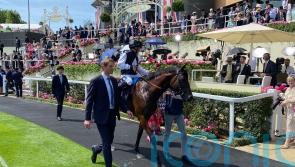 Arlington Million trip with Cairo has Haynes in dreamland