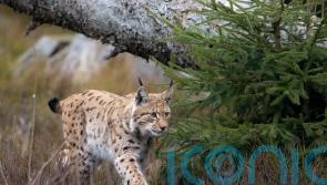 Bringing lynx back to Northumberland backed by 72% of locals, consultation finds