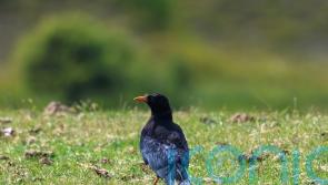 Wild-born chough fledges and thrives in Kent for first time in 200 years