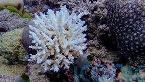 Great Barrier Reef records largest annual coral loss in 39 years