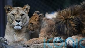 Czech zoo welcomes Barbary lion cubs whose population is extinct in the wild