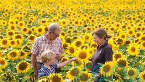 Dry summer boosts sunflower crop but varied weather ‘puts farms under pressure’