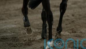 Horse rider dies after falling at fence during competition