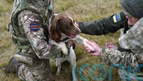 More pets to be allowed in military accommodation as ministers cut red tape