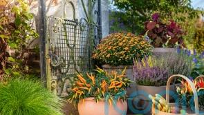 How to create glorious autumn containers