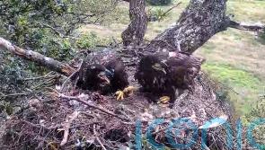 Record breeding year for England’s white-tailed eagles as three chicks fledge