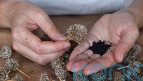 Which seeds should you be collecting and why?