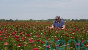 Victorian-era floral favourites asters make comeback at UK supermarket