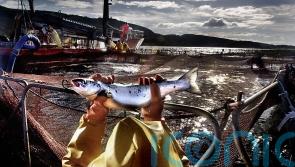 Salmon industry in trade tariffs warning as exports reach almost £1bn