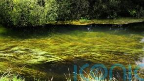 Warning over ‘decade of decline’ for one of England’s precious chalk streams
