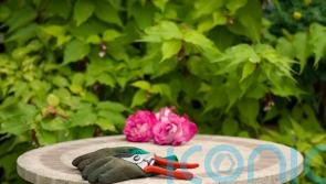 How to get your garden ready for autumn
