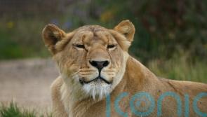 Lioness with shell shock ‘thriving’ a year after rescue from Ukraine