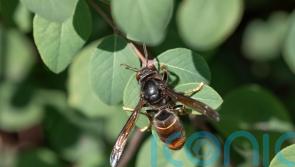 Vigilance urged after sighting of rare Asian hornet in Cork