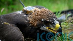 Sir David Attenborough names golden eagle chick hatched in Scotland