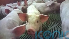 Supermarkets suspend supplies from pig farm after animal cruelty reports