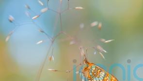 Butterflies in long term decline across England and UK, official figures show