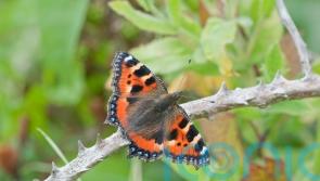 Calls for ‘landscape-wide’ action to protect butterflies amid falling numbers