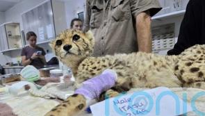 10 cheetah cubs destined to be sold as pets rescued from captivity
