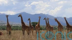 Major new assessment recognises four separate giraffe species for the first time