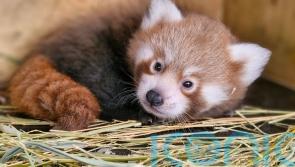 Public asked to help name endangered red panda cub born at zoo