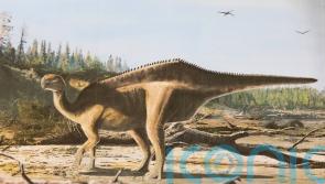 New dinosaur species discovered with ‘eye-catching sail’ along its back