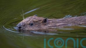 Six beaver families to be released in Highlands