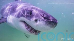 Great white shark sightings on the rise along US Atlantic coast