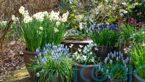 Top bulbs to plant in autumn for spring colour