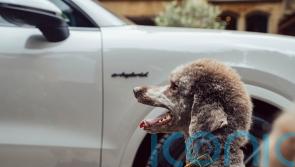 Here are the best ways to keep dogs safe and comfortable in the car